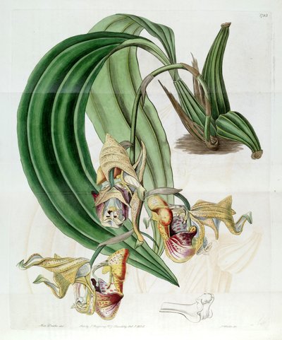 Coryanthes maculata von Miss Drake